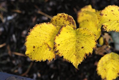 Ulmus glabra 'Exoniensis' - jilm drsný - listy podzim